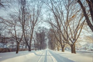 snowy tree tunnel bowie maryland petruzzo photography