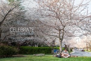 cherry blossom portrait session with felipe sanchez2