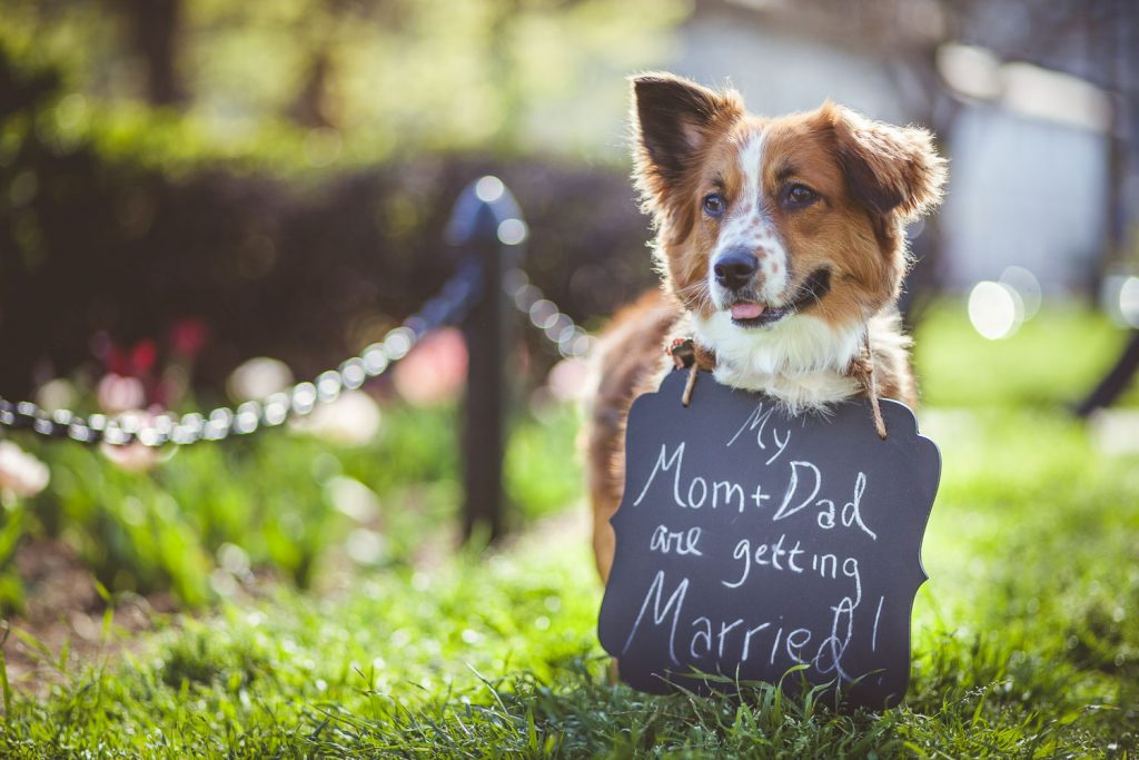 Cute dog wearing wedding announcement sign.