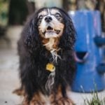 Senior Pup Barkley Gets His Picture Taken 01