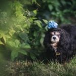 Senior Pup Barkley Gets His Picture Taken 06