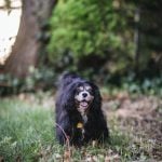 Senior Pup Barkley Gets His Picture Taken 08