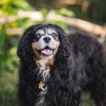 Senior Pup Barkley Gets His Picture Taken 10