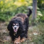 Senior Pup Barkley Gets His Picture Taken 11