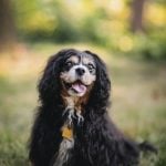 Senior Pup Barkley Gets His Picture Taken 12