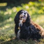 Senior Pup Barkley Gets His Picture Taken 13