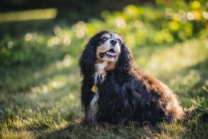 Senior Pup Barkley Gets His Picture Taken 13