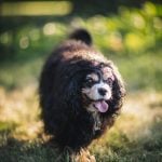 Senior Pup Barkley Gets His Picture Taken 14