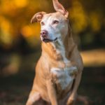 Dog Portraits Well Trained Pup Bel Air Mansion Bowie MD 21