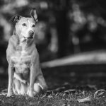 Dog Portraits Well Trained Pup Bel Air Mansion Bowie MD 22