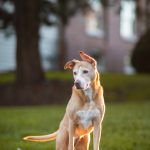 Dog Portraits Well Trained Pup Bel Air Mansion Bowie MD 27