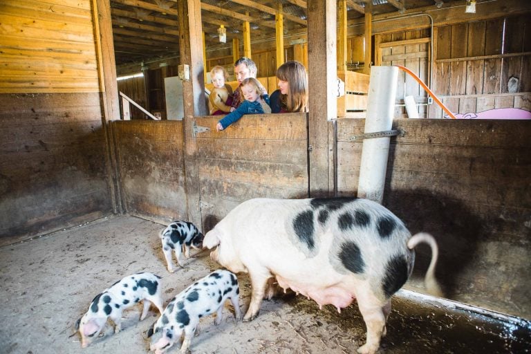 A group of children looking at pigs in a barn at Kinder Farm Park in Millersville, Maryland.