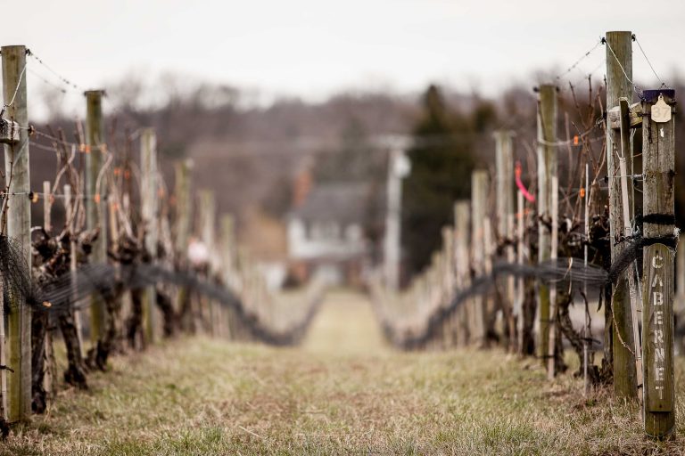 A row of vines in a Great Frogs vineyard.