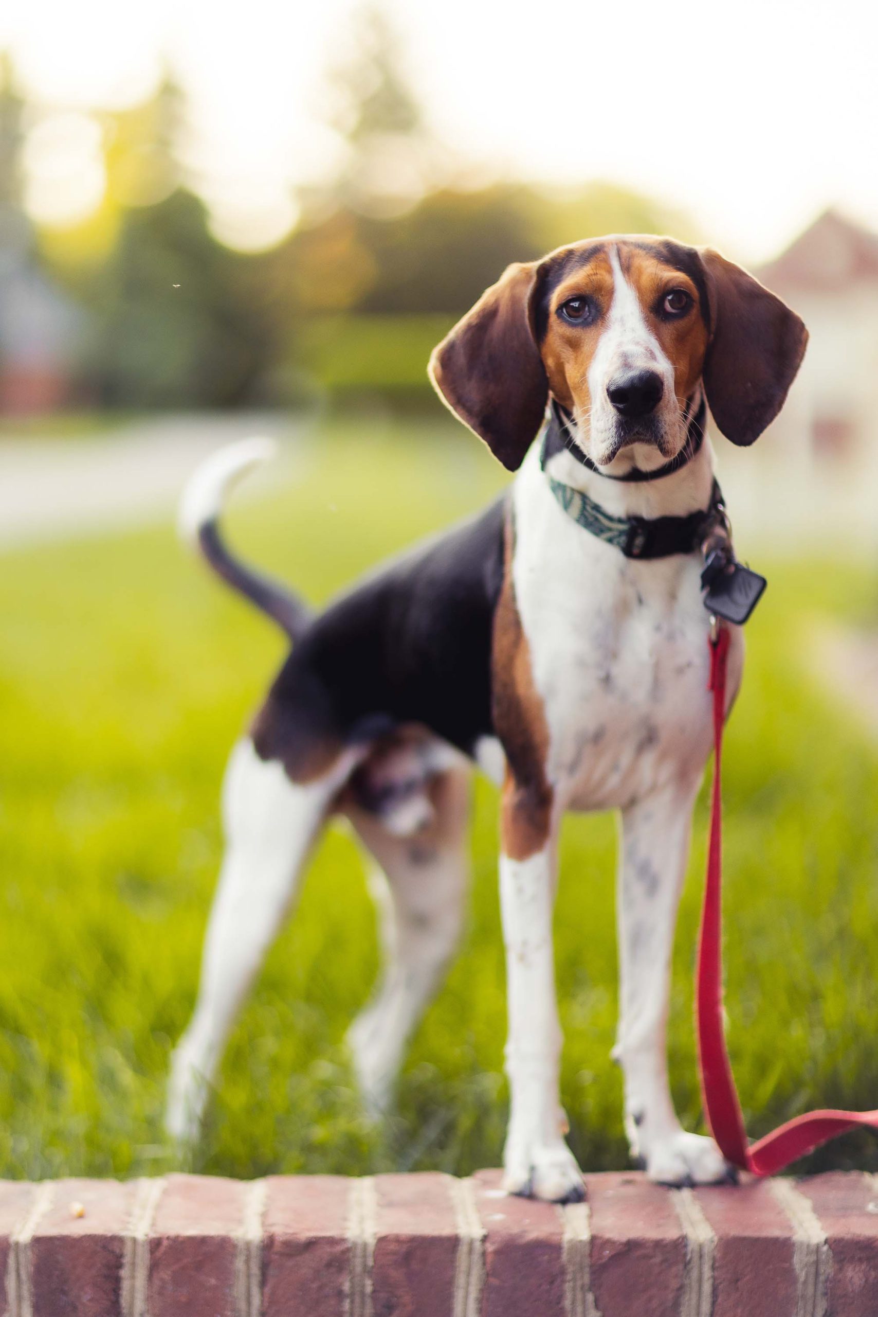 A beagle on a leash in a Dog Portrait at Montpelier Mansion.