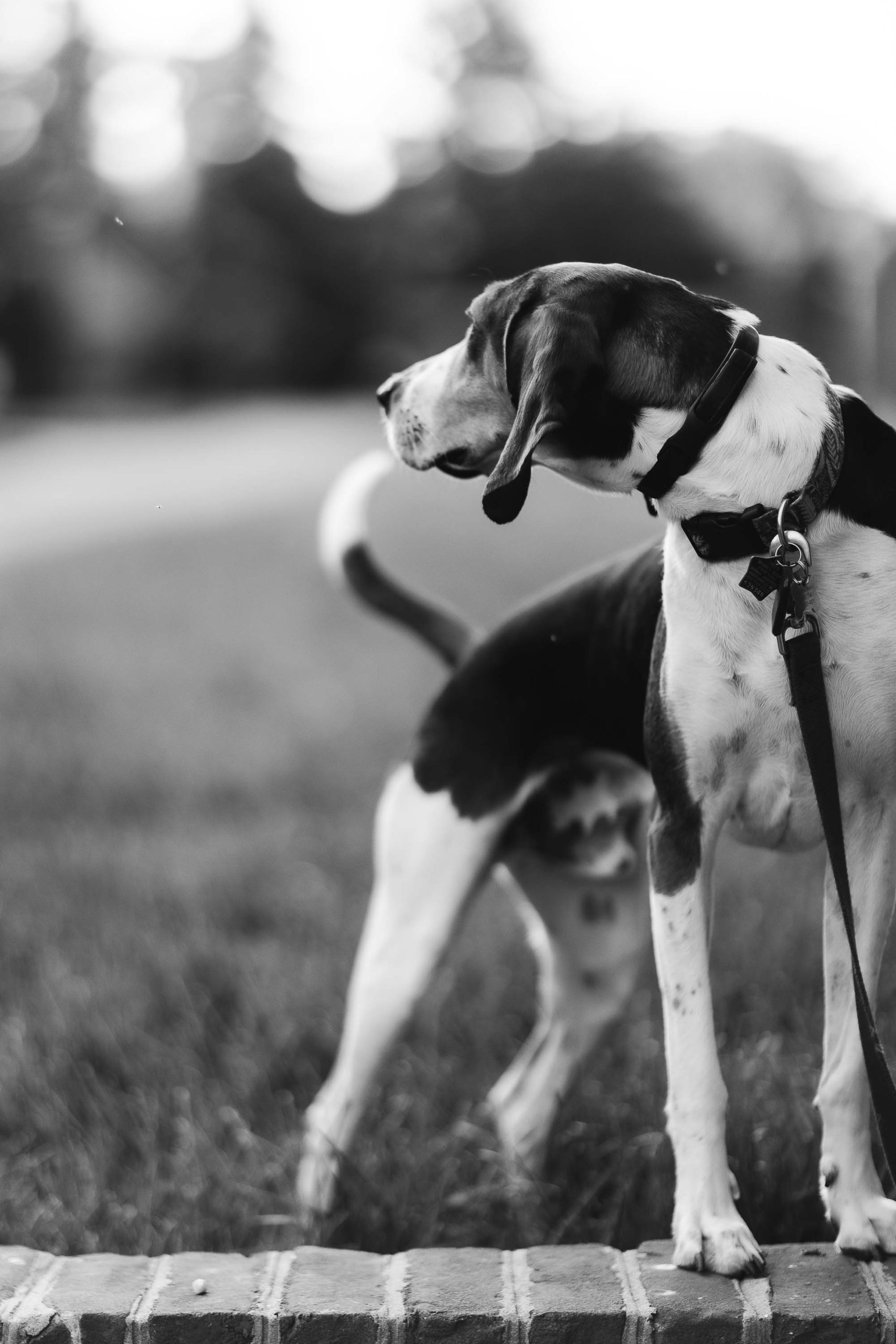 A black and white dog portrait.