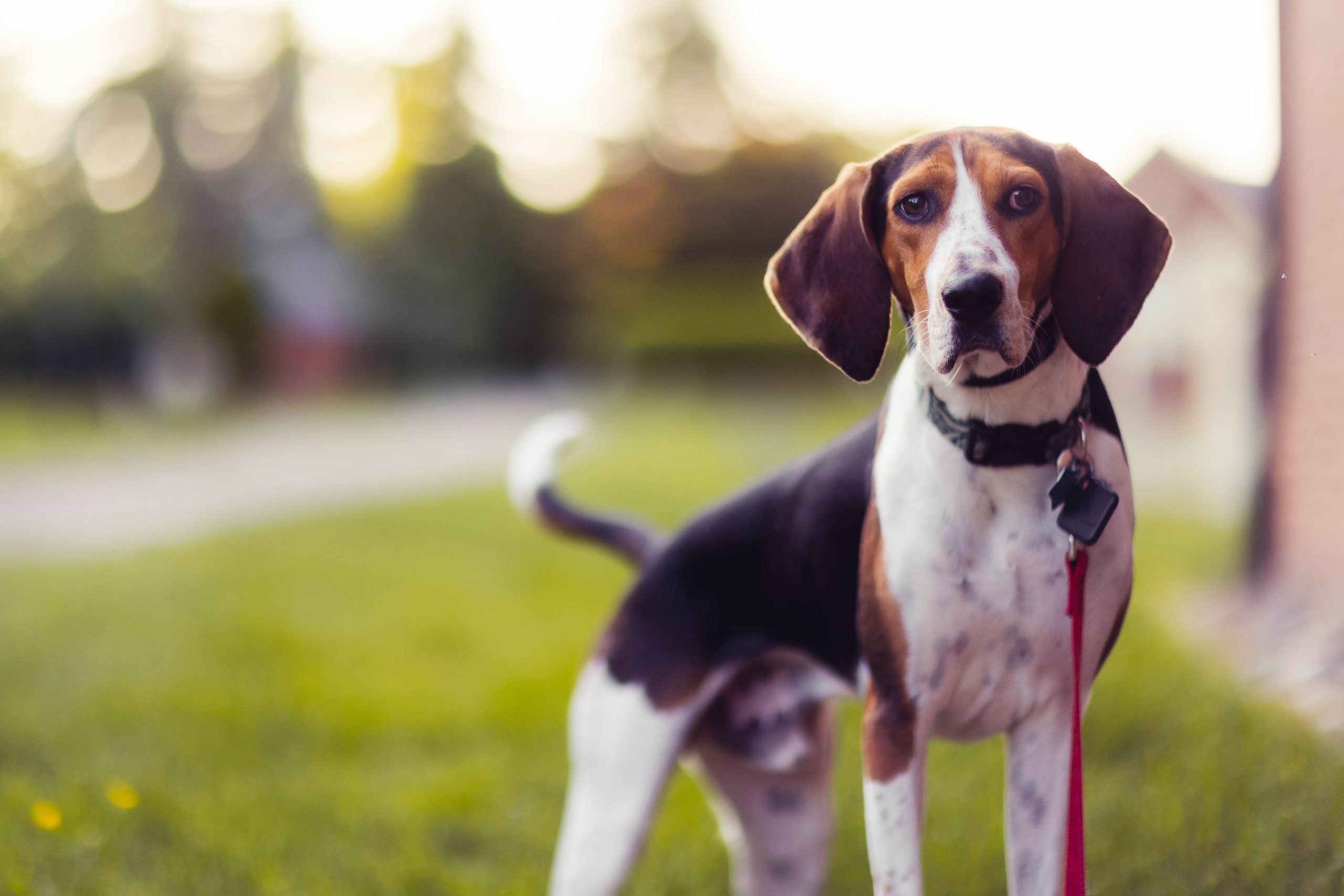 A beagle standing in front of Montpelier Mansion.