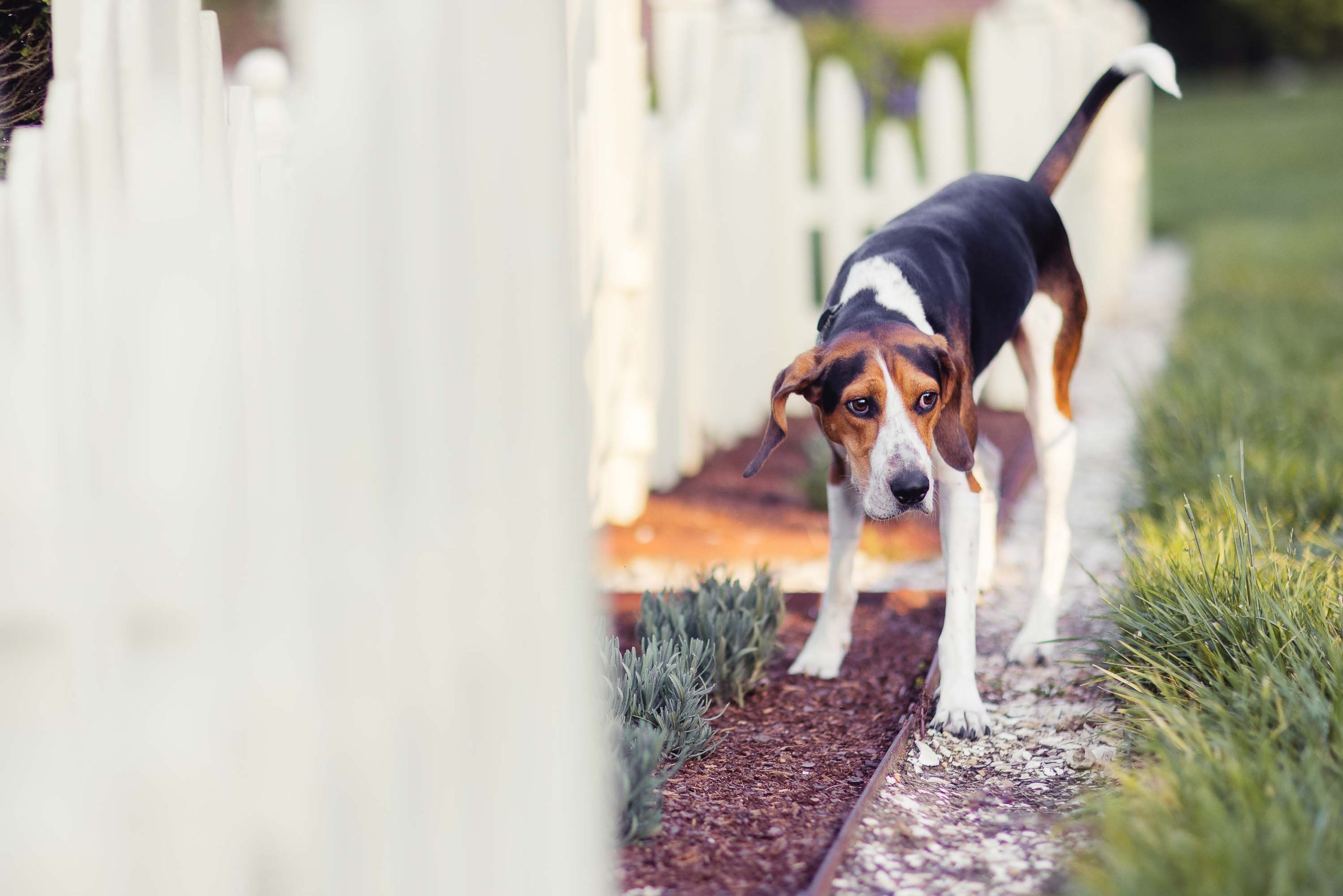 A black and white dog standing next to a white picket fence at Montpelier Mansion.