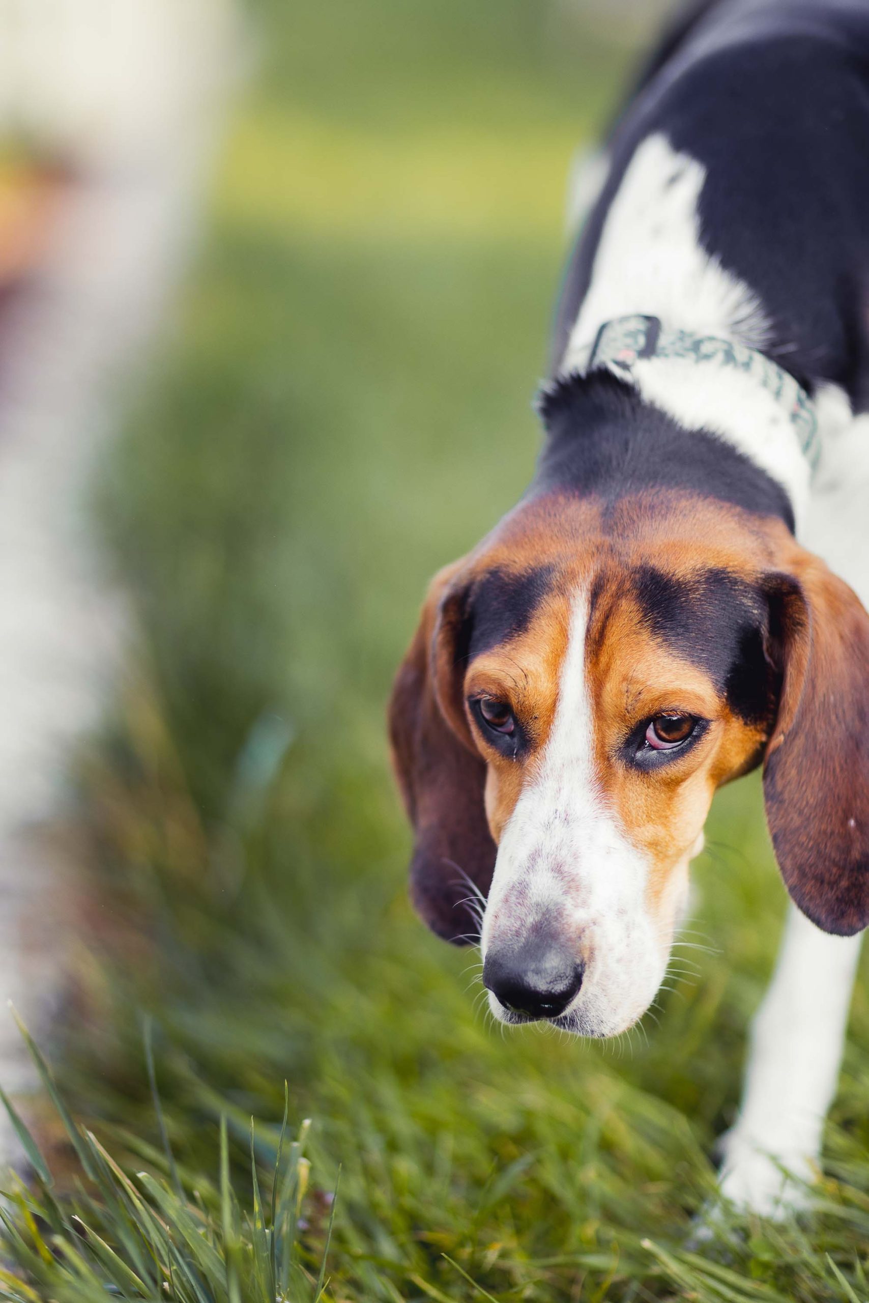 Dog Portrait in the grass.