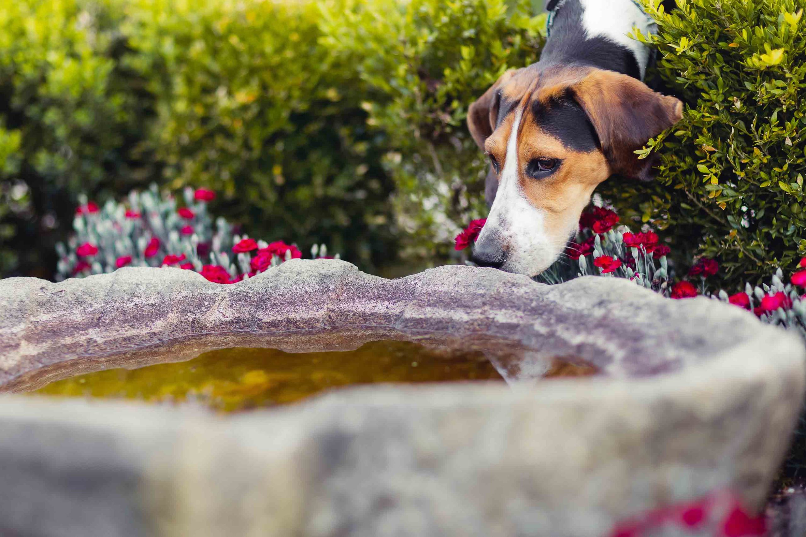 A dog drinking from a fountain in Montpelier Mansion gardens.