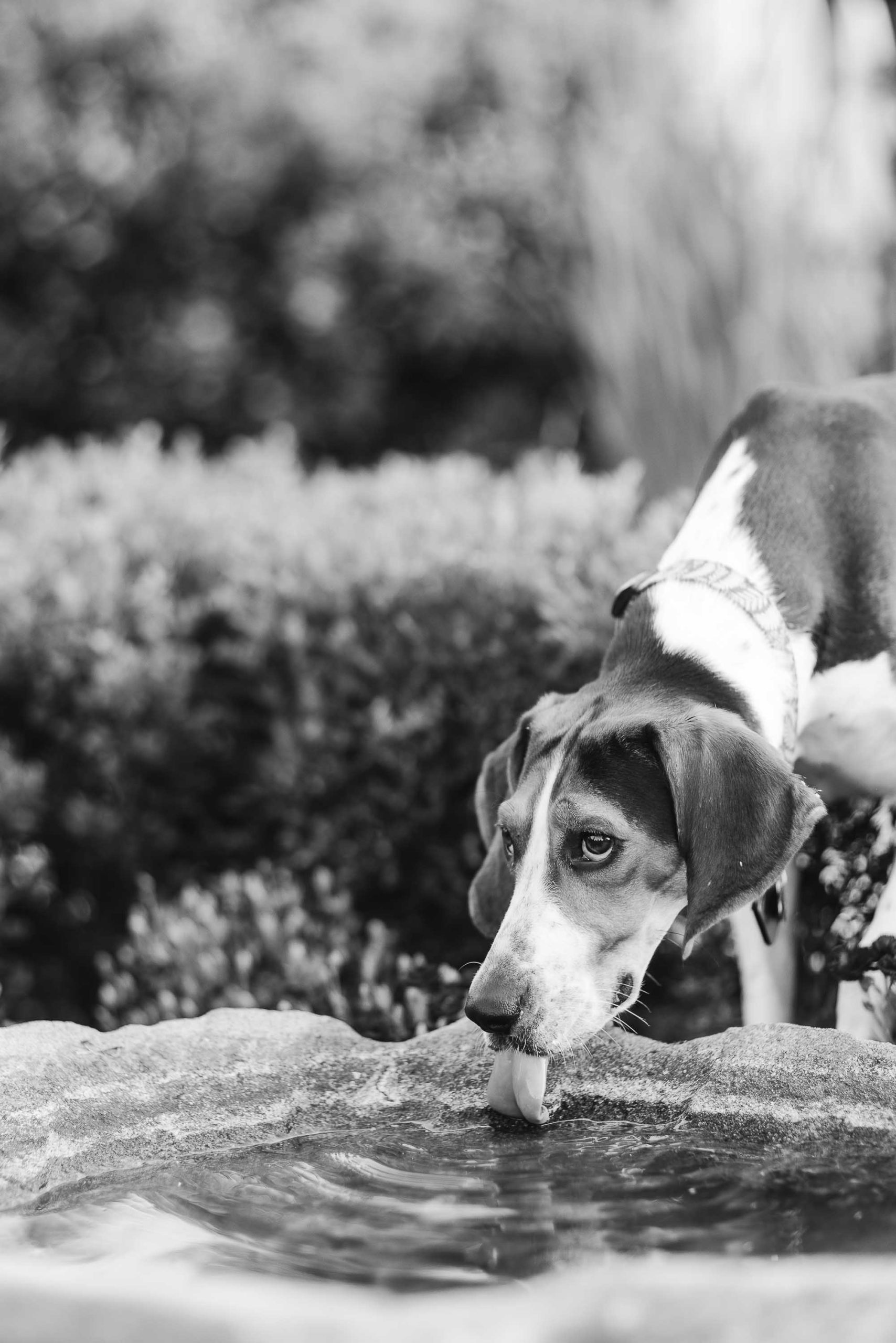 A black and white dog portrait.