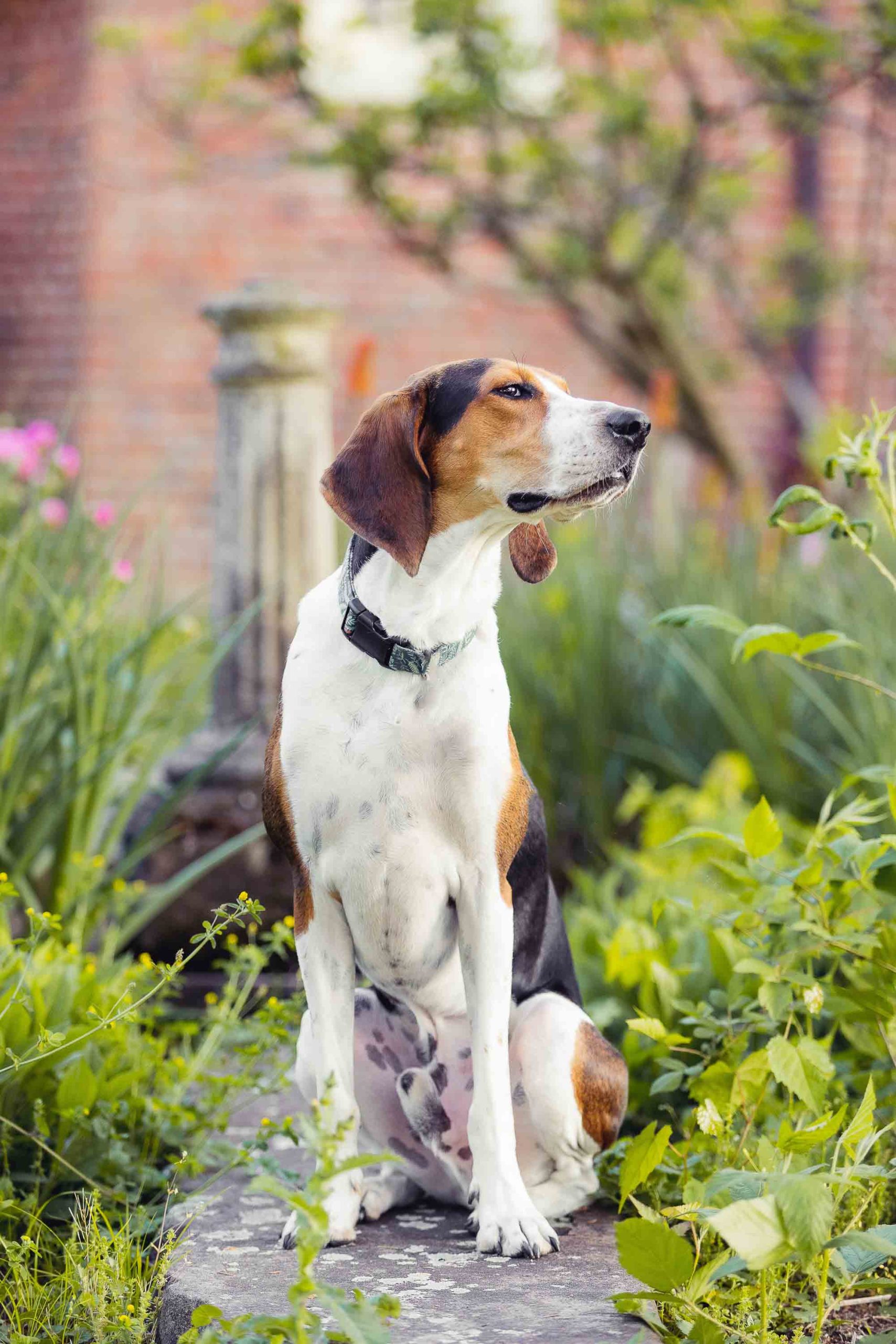 A beagle dog posing for a portrait at Montpelier Mansion.