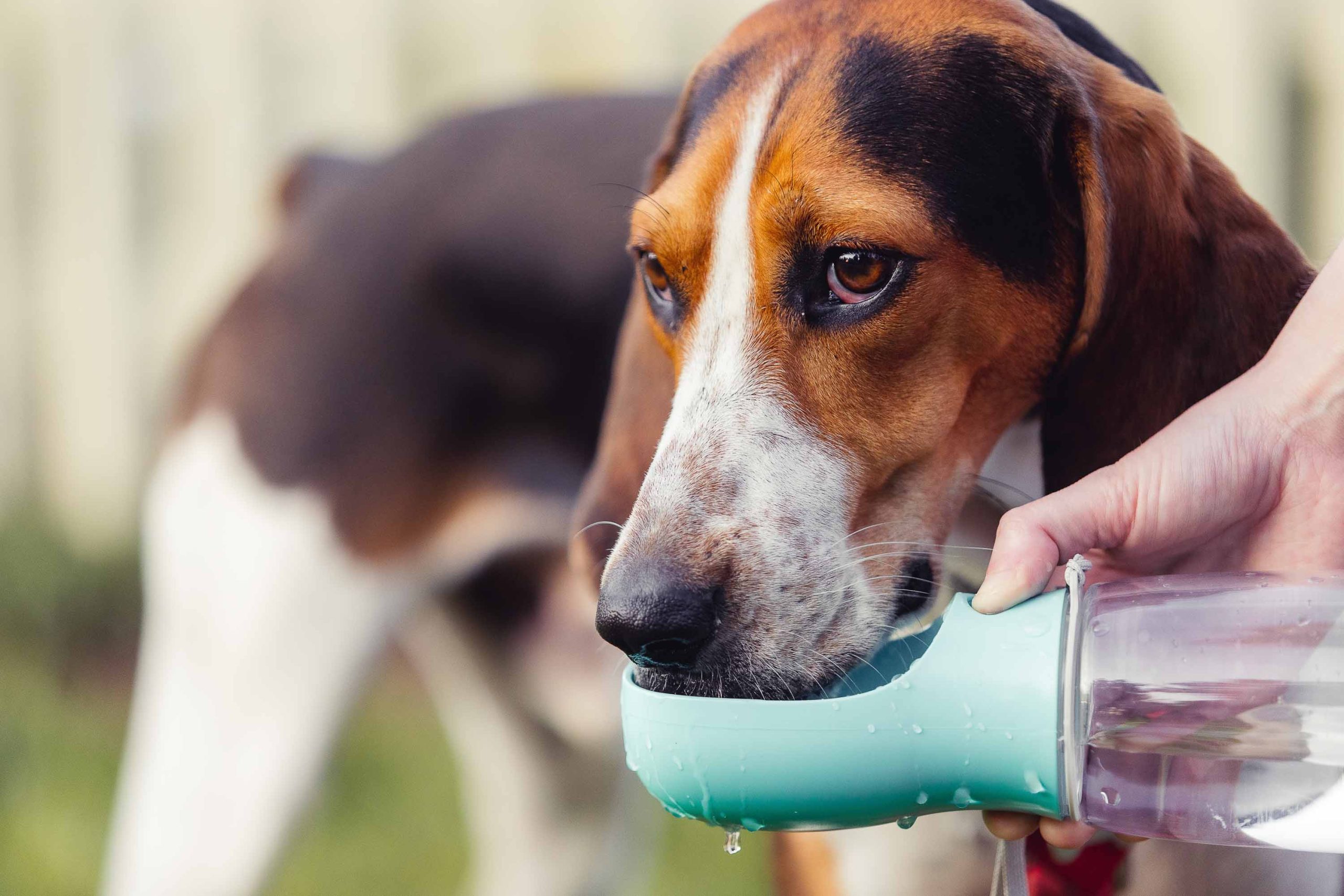 A dog drinking from a water bottle at Montpelier Mansion.