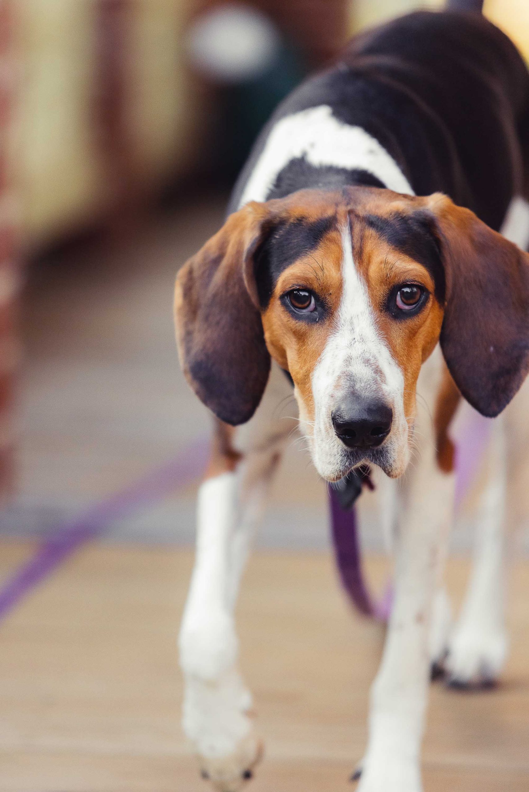 A beagle dog portrait.