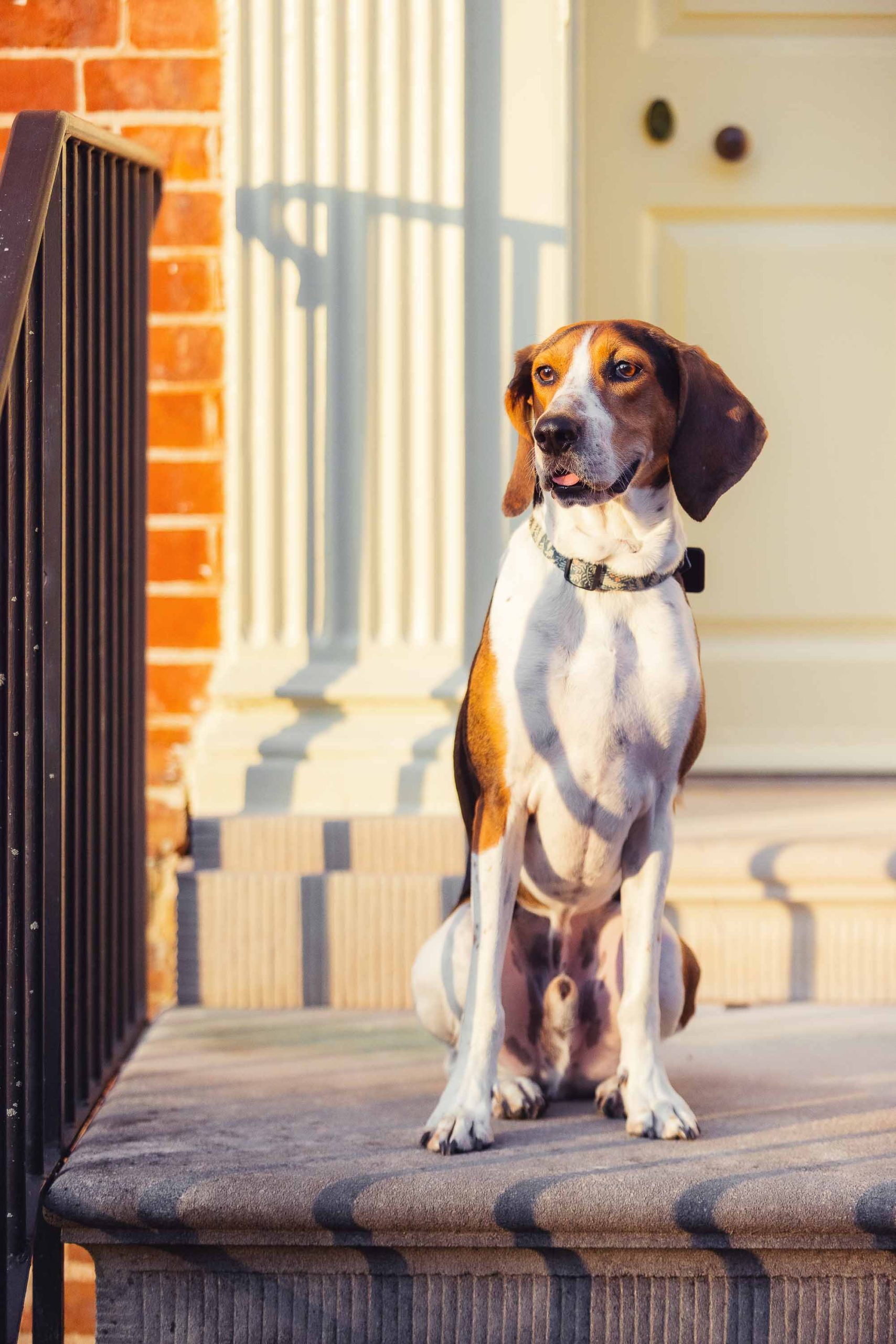 A dog sitting on the steps of Montpelier Mansion.