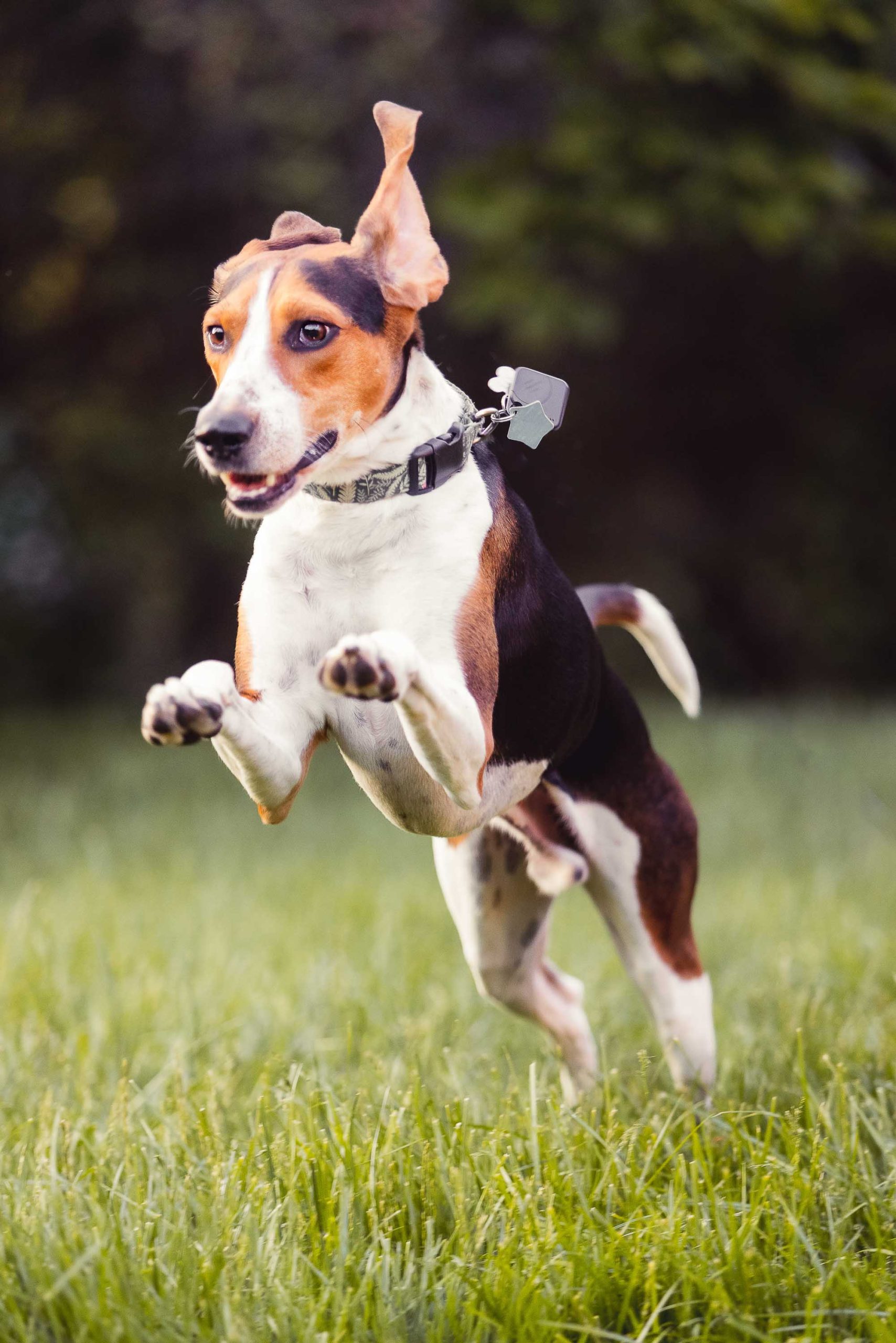 A dog running in the grass at Montpelier Mansion.