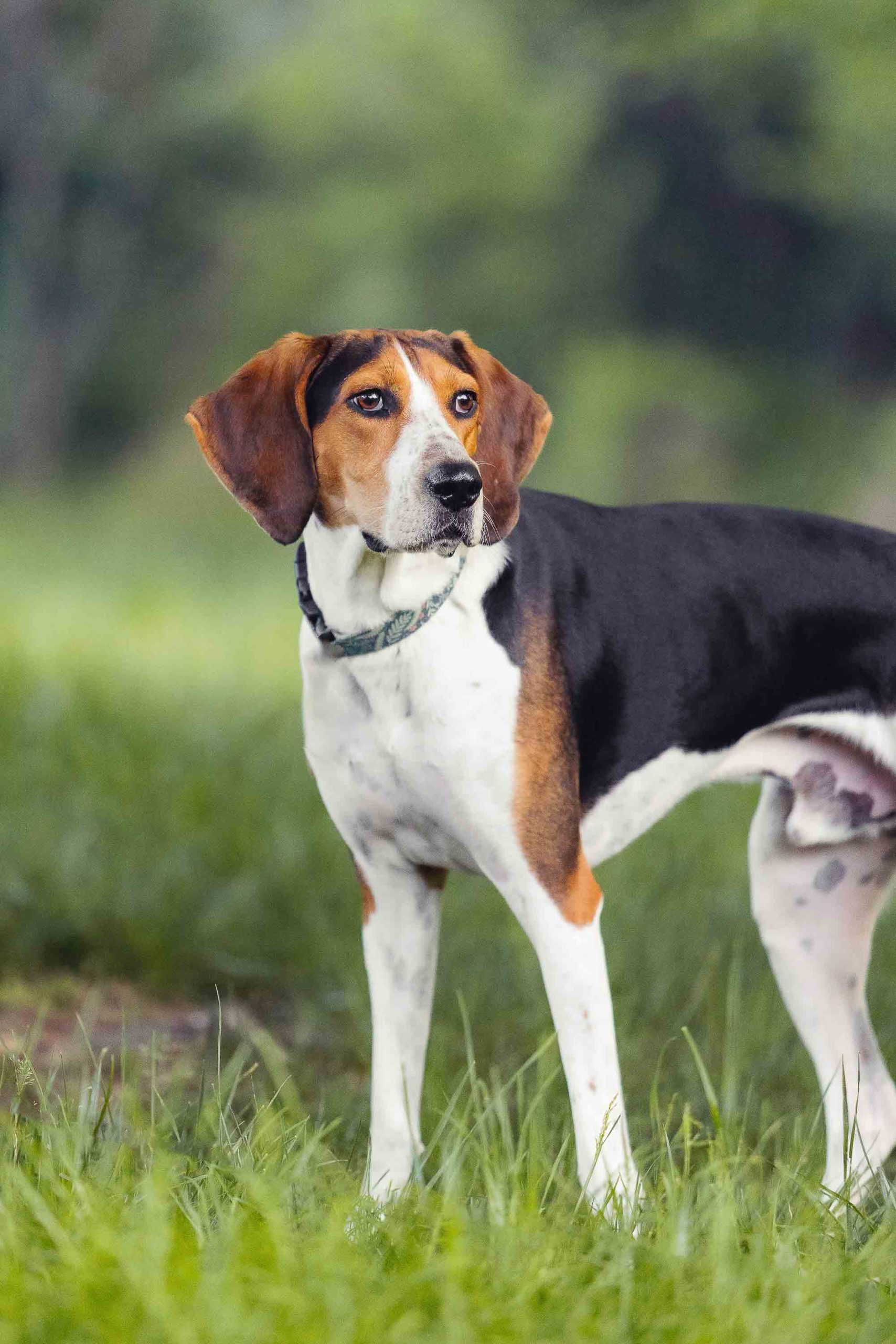 A beagle in a grassy field.