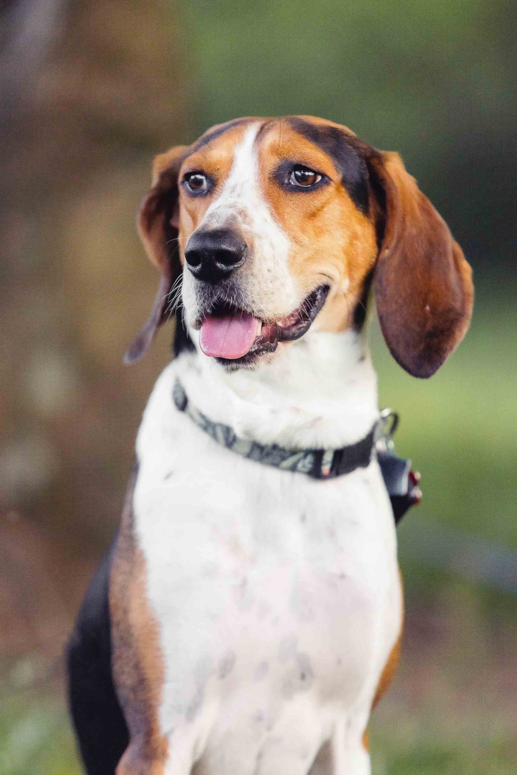 A black and white beagle is sitting in the grass at Montpelier Mansion.