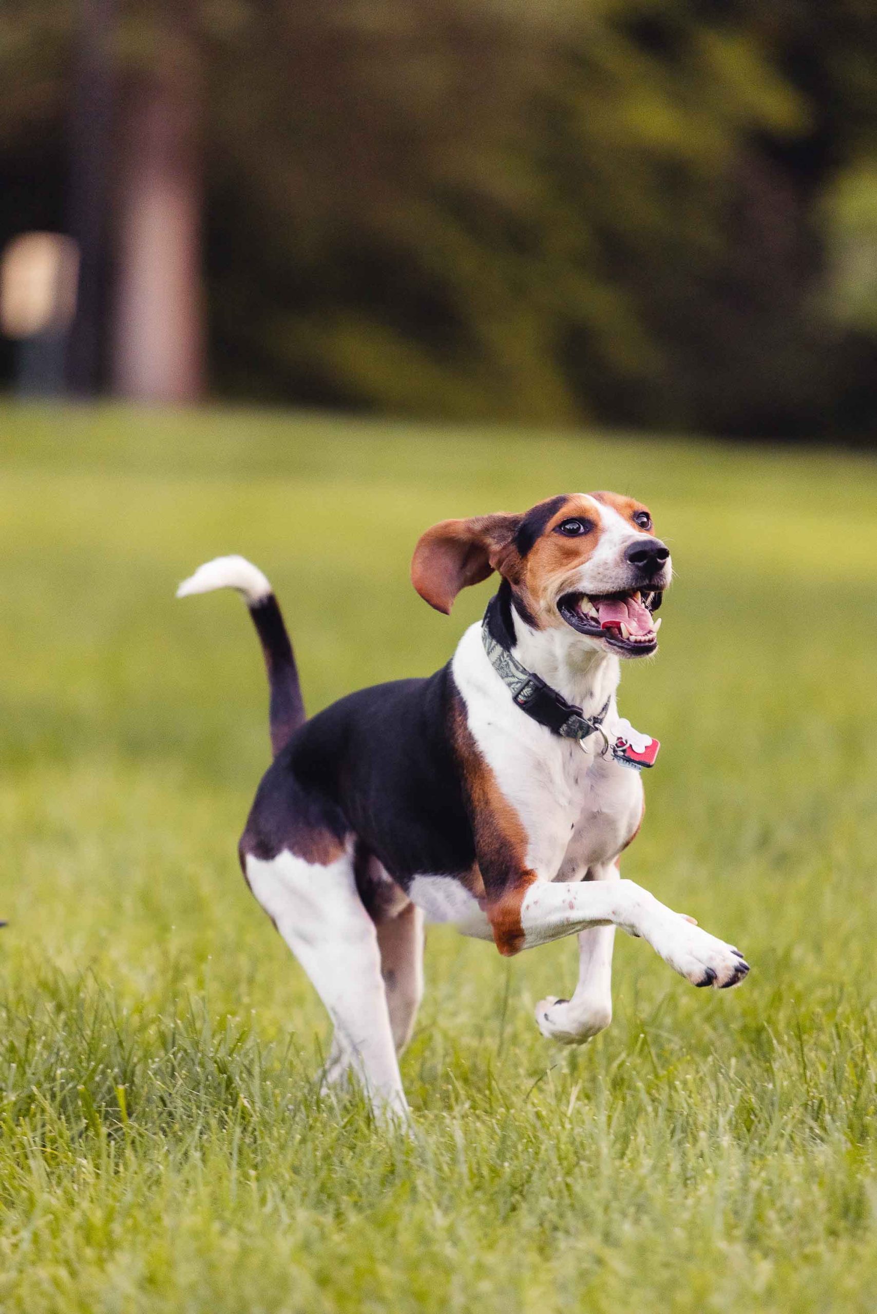 A beagle running on a grassy field at Montpelier Mansion.