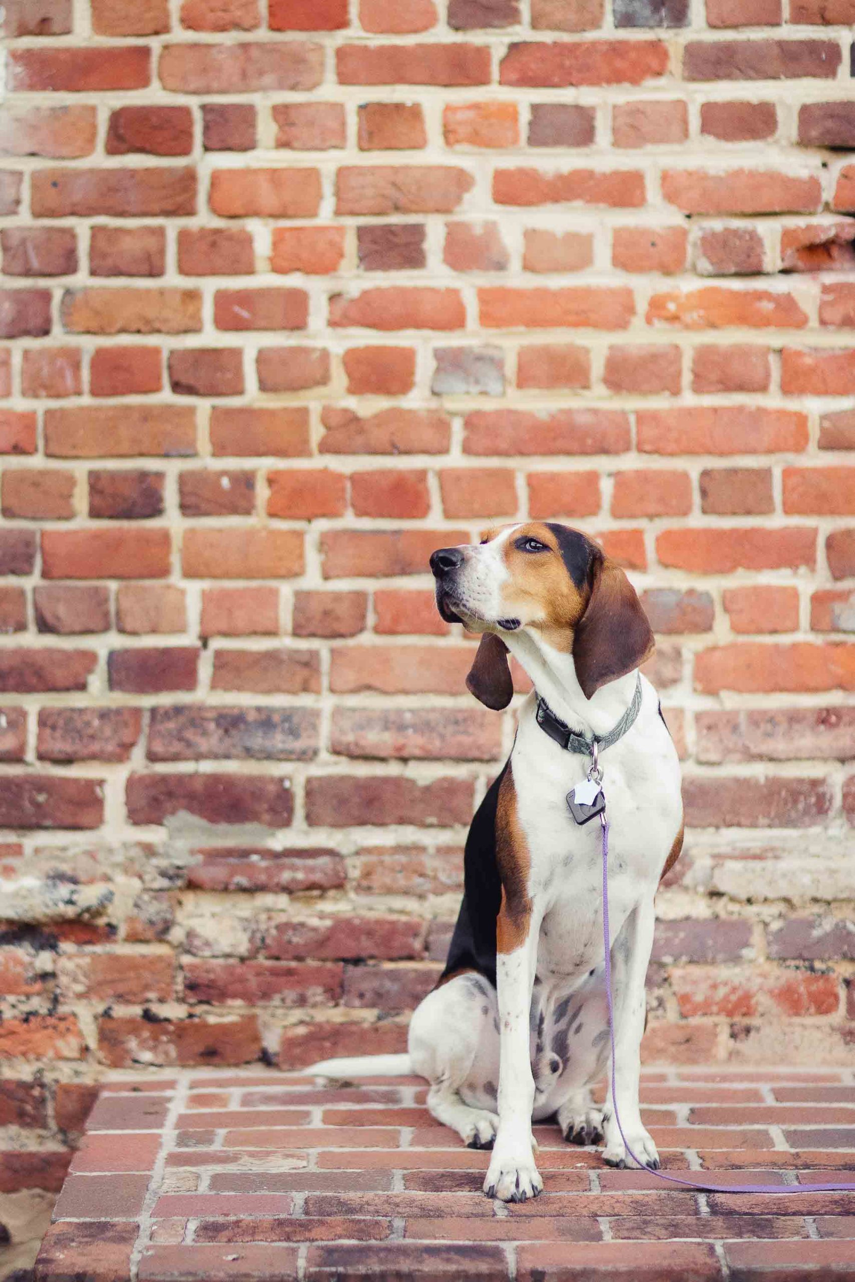 A beagle on a leash posing for a dog portrait in front of a brick wall.