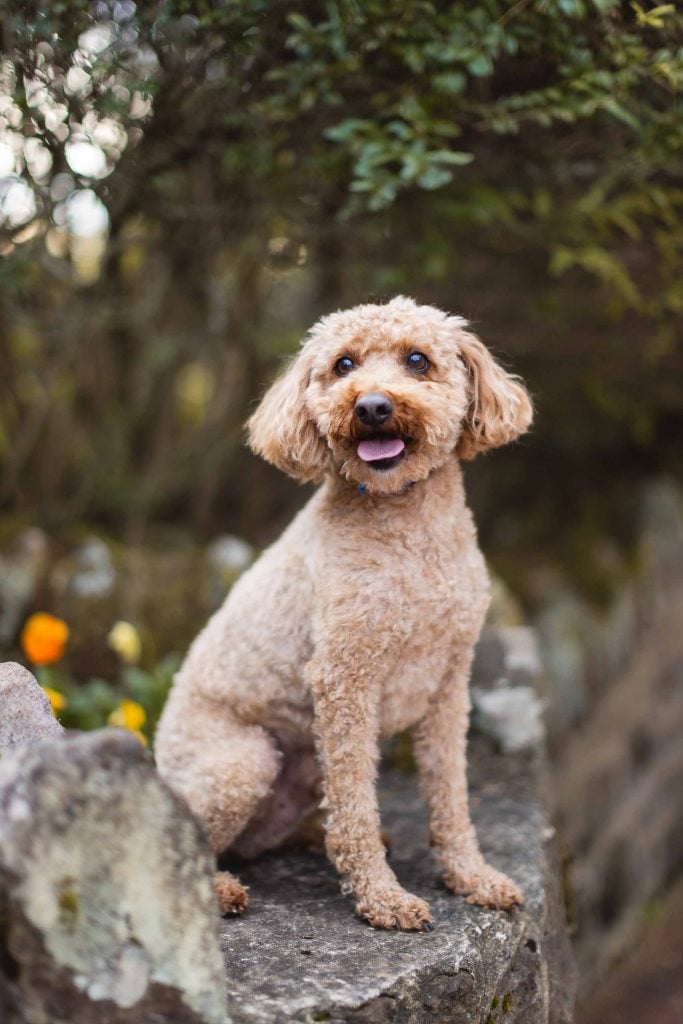 A small, curlyhaired dog with a light brown coat sits on a stone wall at the historic Belair Mansion in Maryland, surrounded by lush greenery and vibrant flowers. The dog looks slightly to the side, tongue out, capturing the charm of Bowie.