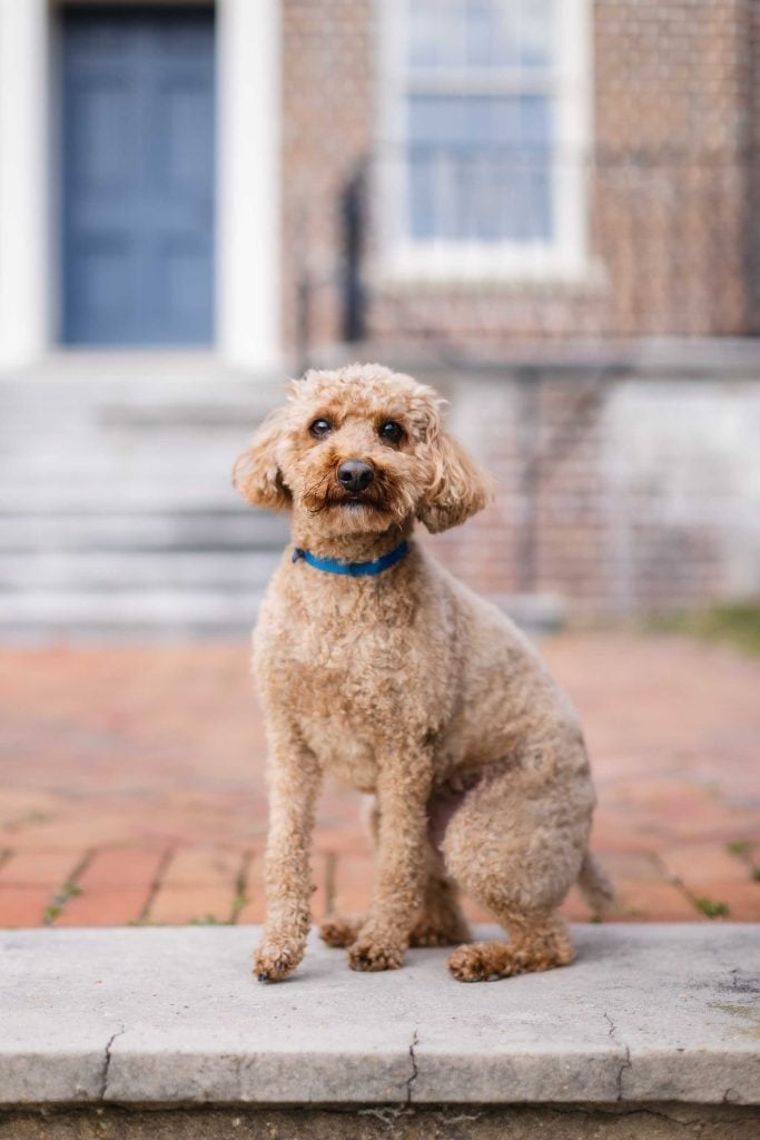 A curlyhaired dog with a blue collar sits on a stone ledge in front of a brick building with blue doors and windows, posing like Bowie for his minisession portrait.