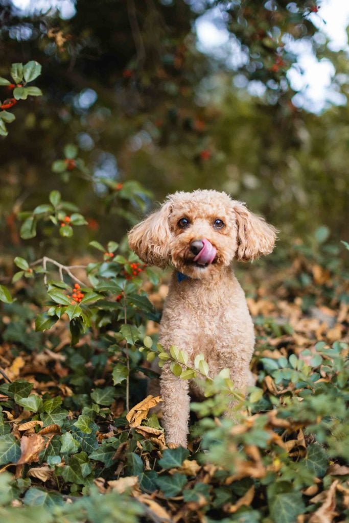 A small brown curlyhaired dog stands among green leaves and red berries in an outdoor setting, with its tongue out and ears perked, like a perfect portrait captured at the Belair Mansion.