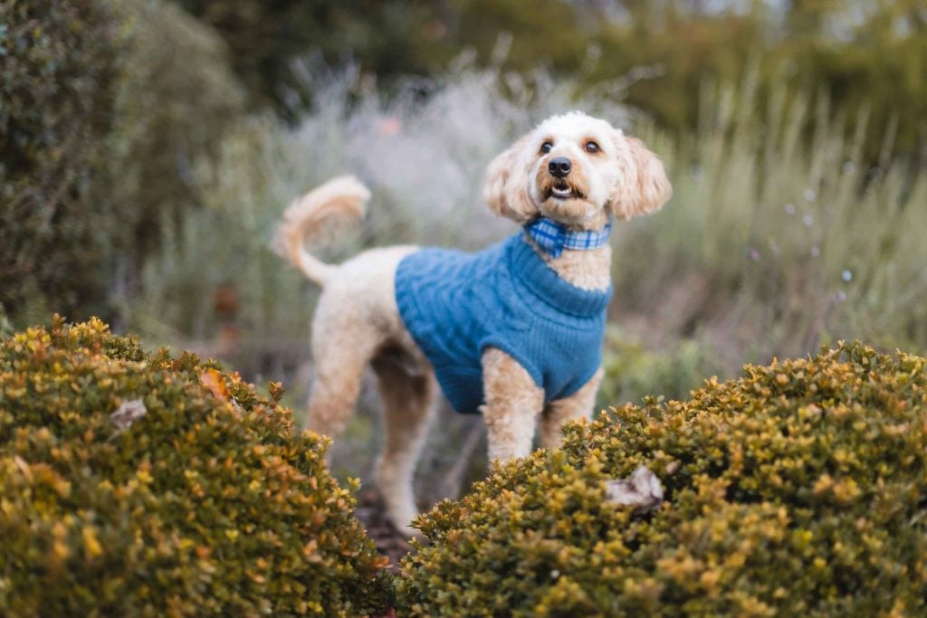 A small dog with curly fur wearing a blue sweater stands among shrubs and greenery at the Belair Mansion in Maryland, looking upward.