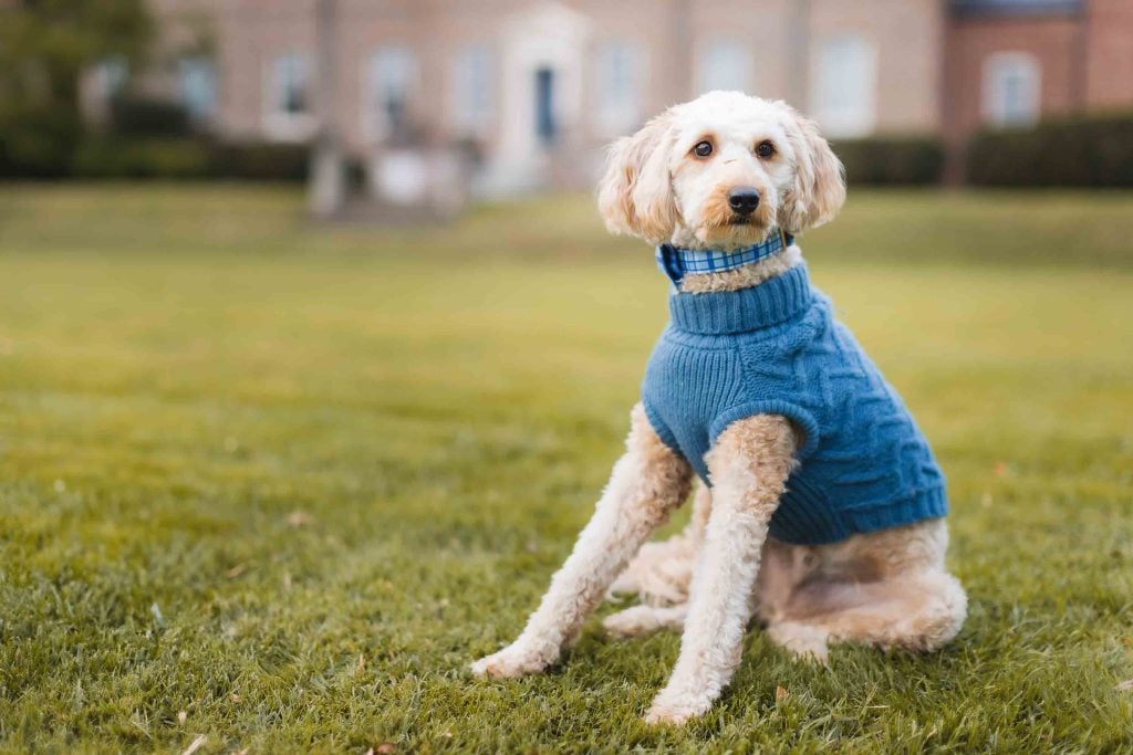 A fluffy dog in a blue sweater sits on the grass in an open area with a building in the background, capturing the perfect portrait during a family minisession.