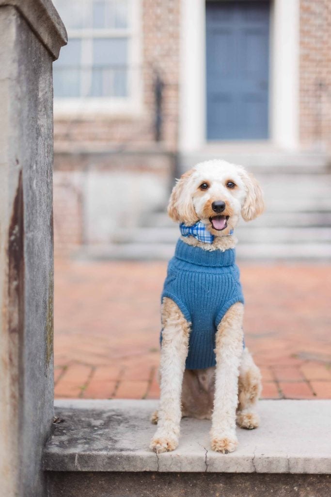 A small dog with curly fur sits on a stone step, wearing a blue sweater and plaid collar. A brick building with a blue door stands in the background, perfect for a charming family minisession in Maryland.