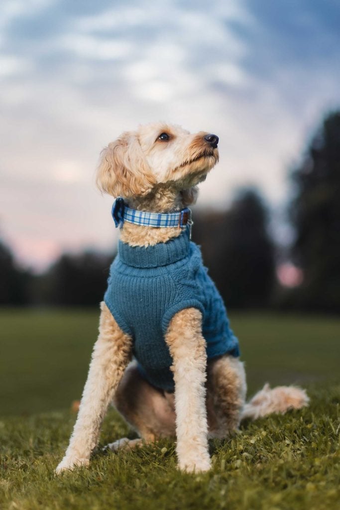 A dog with curly fur is sitting on the grass, wearing a blue sweater and a blue checkered collar, in front of the grand Belair Mansion with a background of blurred trees and a dusky sky.