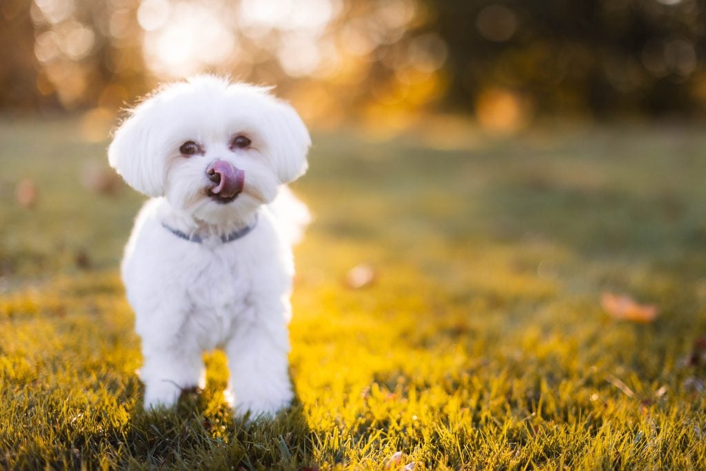 A small white dog with a fluffy coat stands on grass with its tongue sticking out, with the blurred background of trees and sunlight, reminiscent of family portraits taken at Belair Mansion.