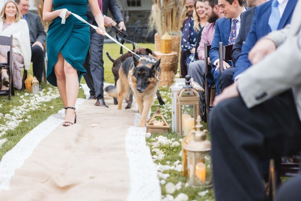 A dog on a leash walks down an aisle covered with a white cloth and flower petals, surrounded by seated people at an outdoor wedding ceremony in a picturesque vineyard.