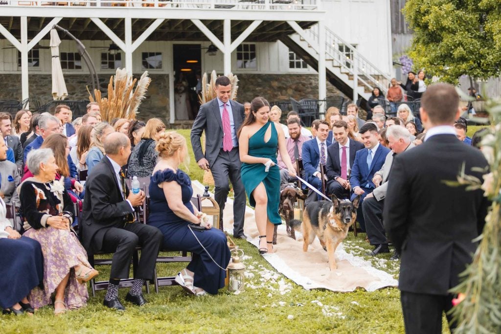 Two people in formal attire walk dogs down an outdoor aisle at a wedding ceremony at The Barns at Hamilton Station, surrounded by seated guests.