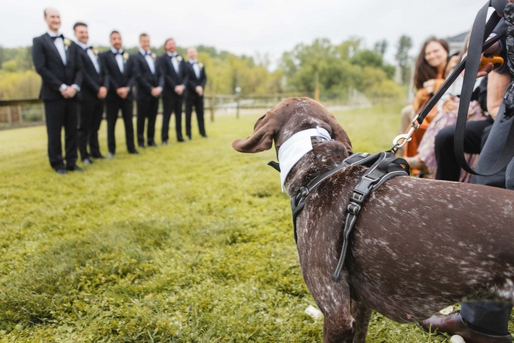 A dog in a harness and white bandana looks towards a line of five men in black suits standing on a grassy field at The Barns at Hamilton Station, possibly waiting for the wedding ceremony to begin.