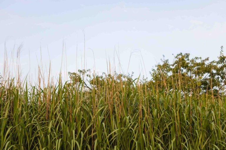 Tall grass sways gently with a backdrop of trees under the clear sky at Lake Elkhorn.